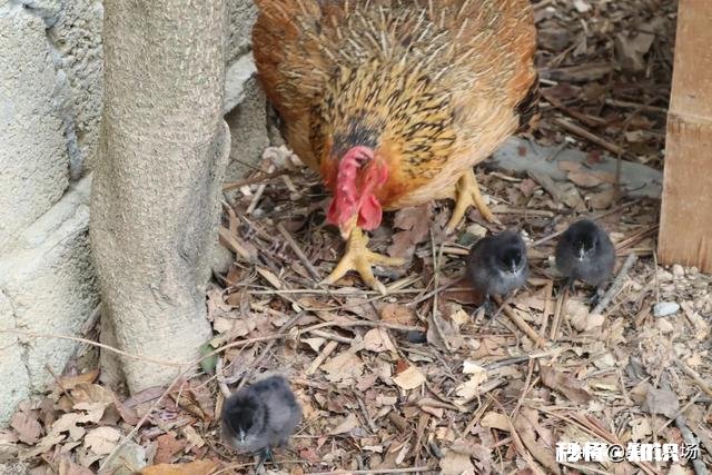 母鸡孵小鸡己经五六天不吃不喝怎么办