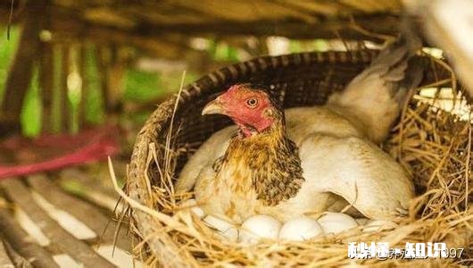 母鸡孵小鸡己经五六天不吃不喝怎么办