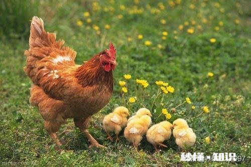 母鸡孵小鸡己经五六天不吃不喝怎么办