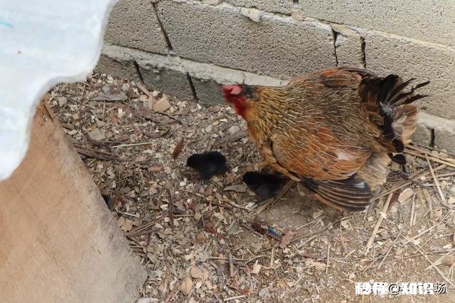 母鸡孵小鸡己经五六天不吃不喝怎么办