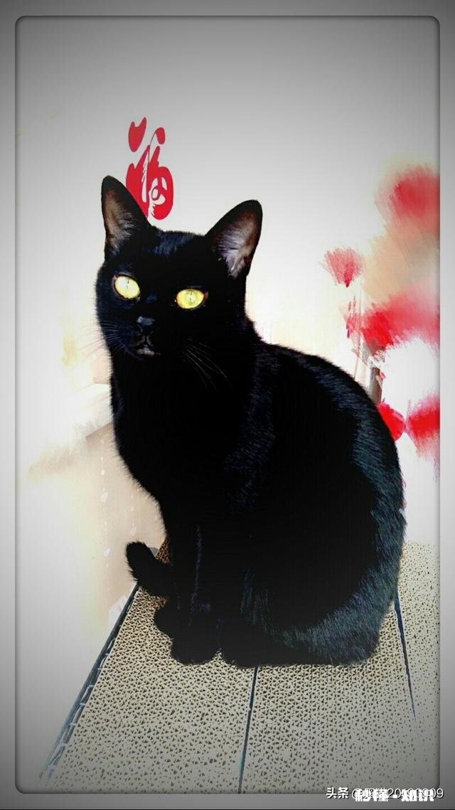 宠物店如何宣传新开宠物店宣传语有哪些