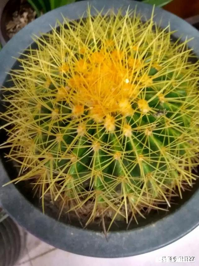 养花冬天要浇水吗