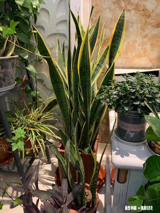 养花冬天要浇水吗