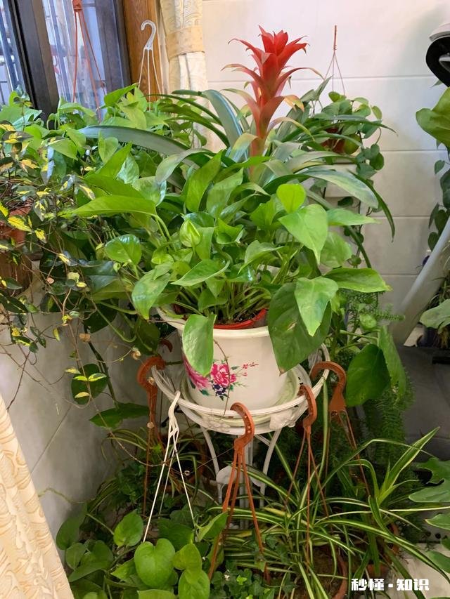 养花冬天要浇水吗