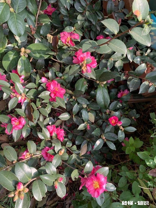 养花冬天要浇水吗