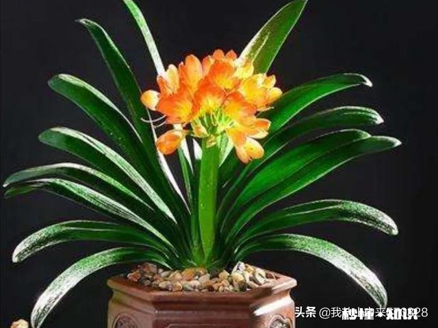 养花冬天要浇水吗