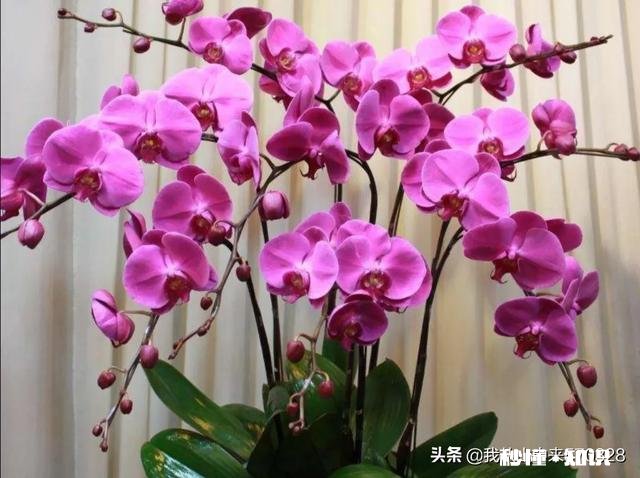 养花冬天要浇水吗