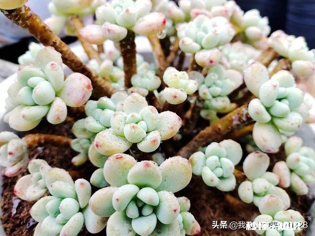 养花冬天要浇水吗