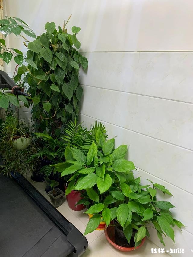 养花冬天要浇水吗