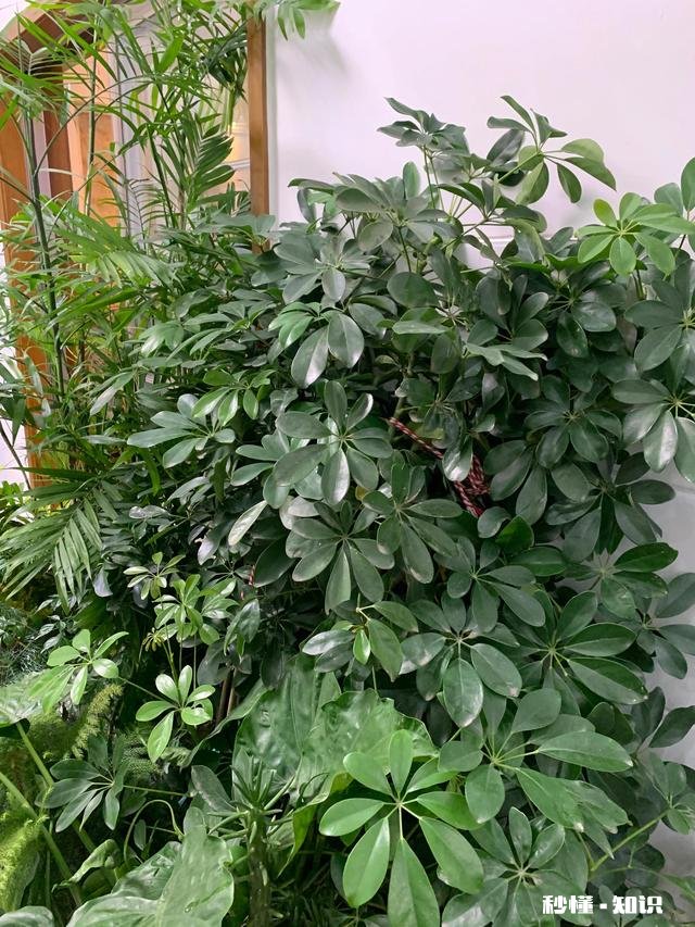 养花冬天要浇水吗