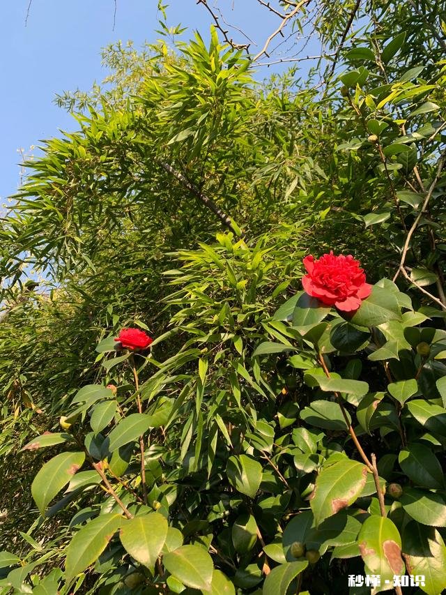 养花冬天要浇水吗