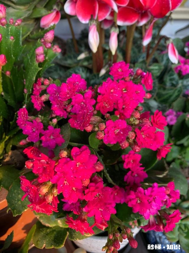 养花冬天要浇水吗