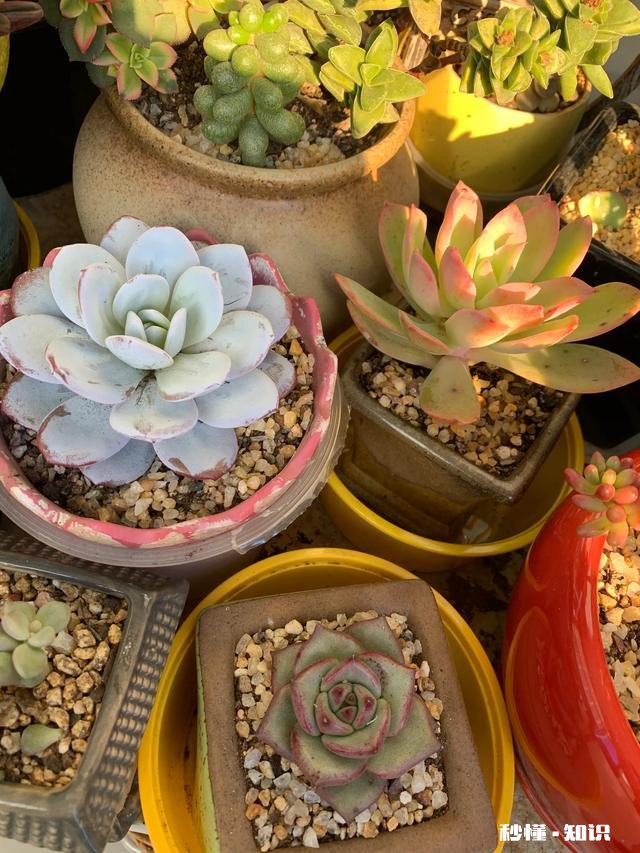 养花冬天要浇水吗