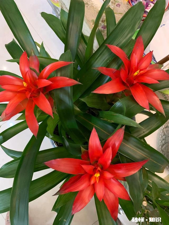 养花冬天要浇水吗