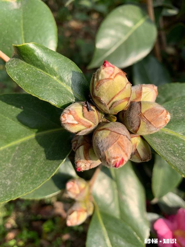 养花冬天要浇水吗