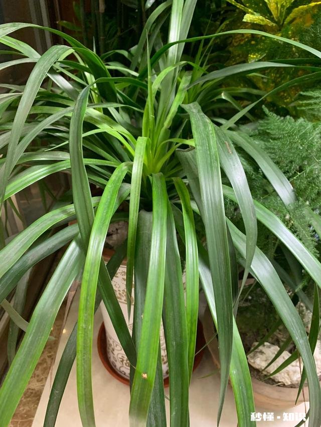 养花冬天要浇水吗