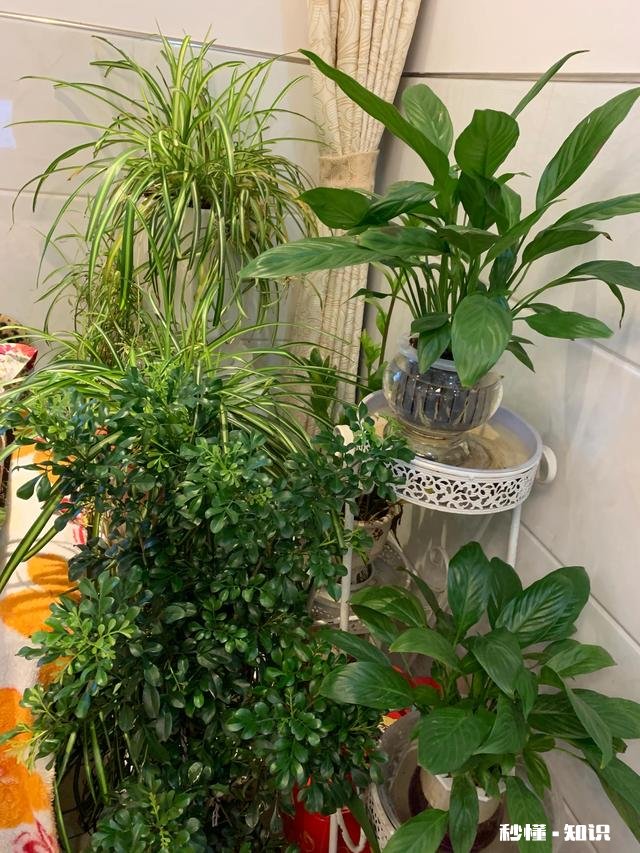 养花冬天要浇水吗