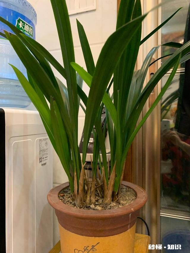 养花冬天要浇水吗