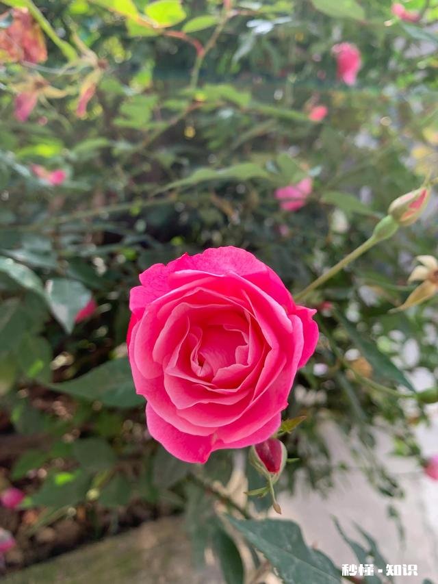 养花冬天要浇水吗