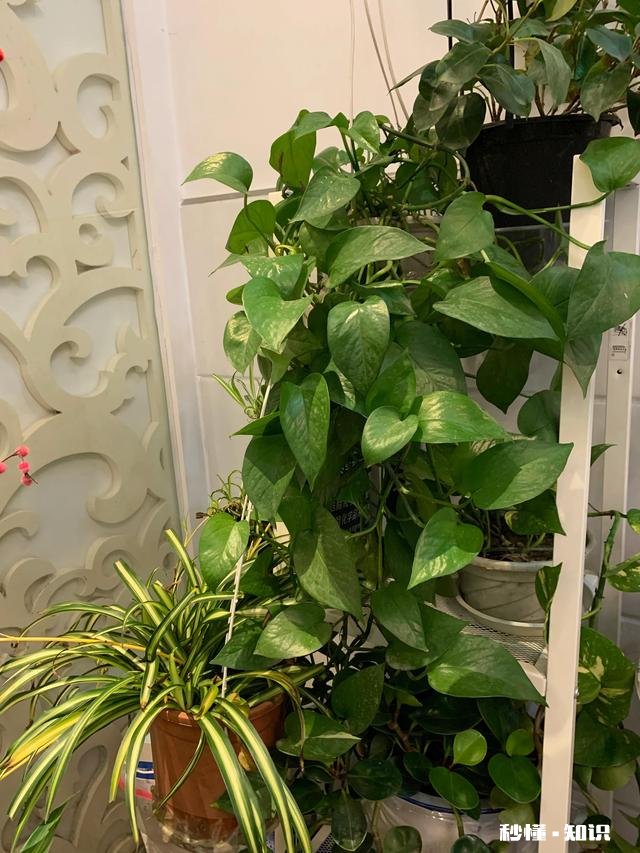 养花冬天要浇水吗