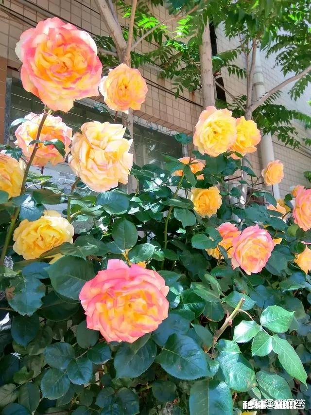 养花冬天要浇水吗