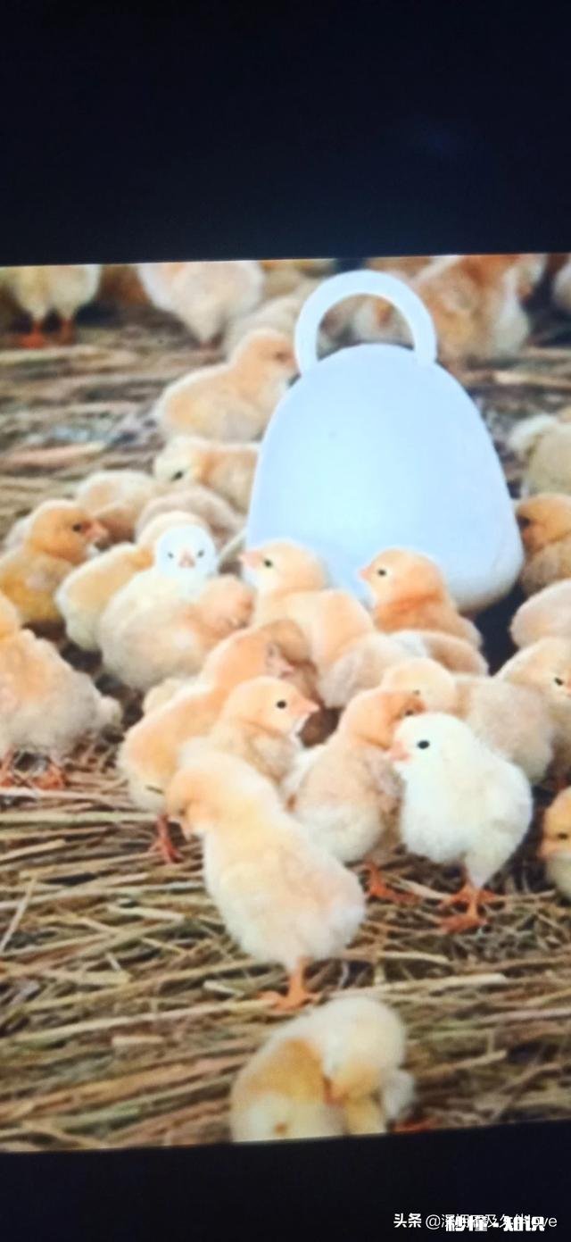 幼鸡为什么站不稳,已经六七天了