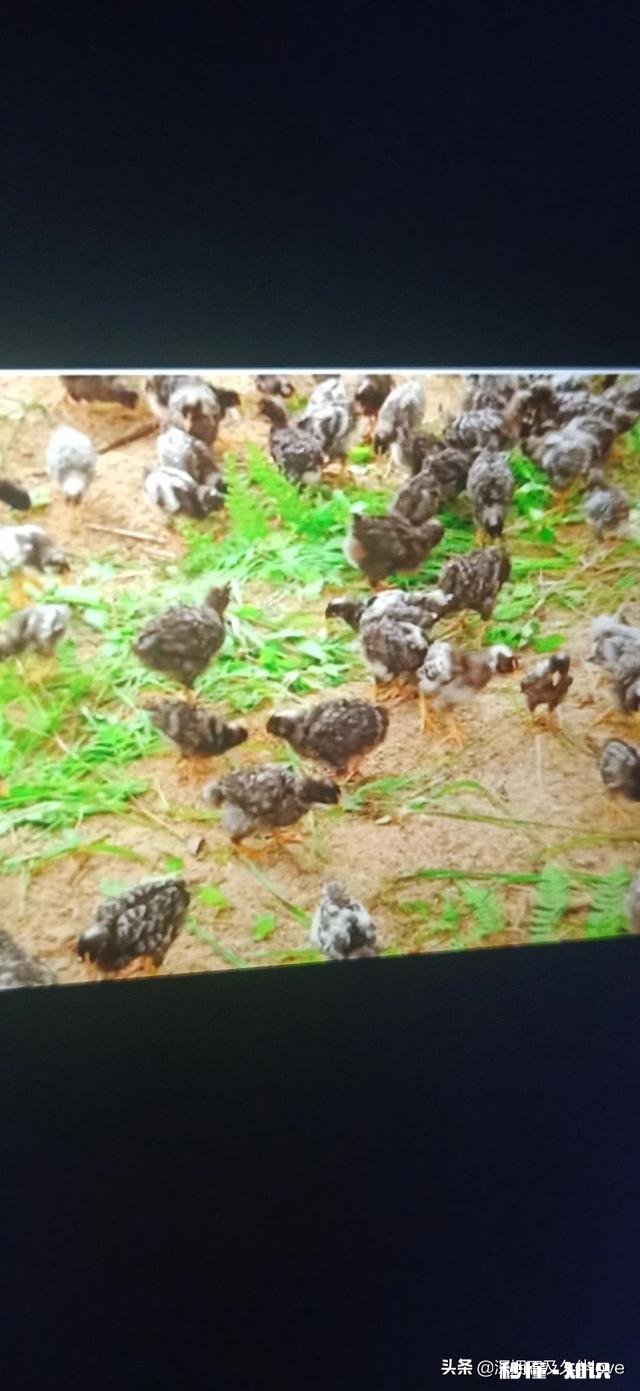 幼鸡为什么站不稳,已经六七天了