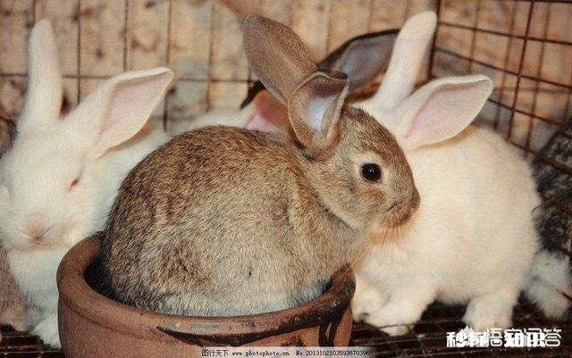 今年养兔子行业怎么样