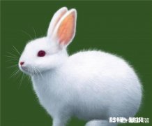 今年养兔子行业怎么样