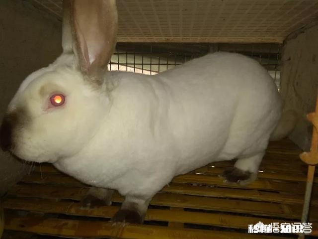 今年养兔子行业怎么样