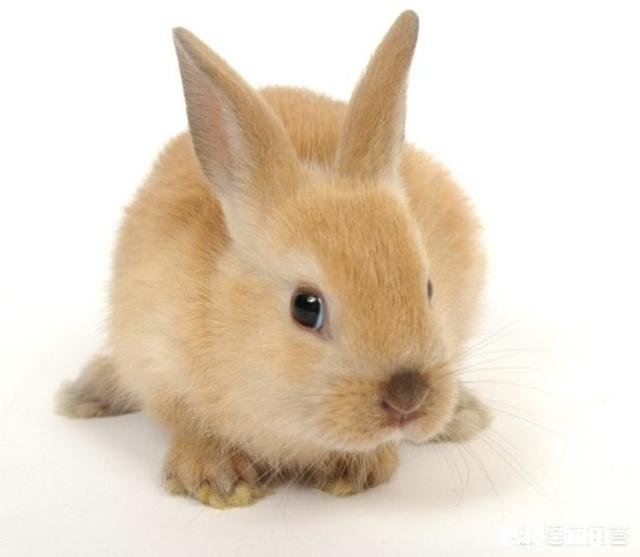 今年养兔子行业怎么样