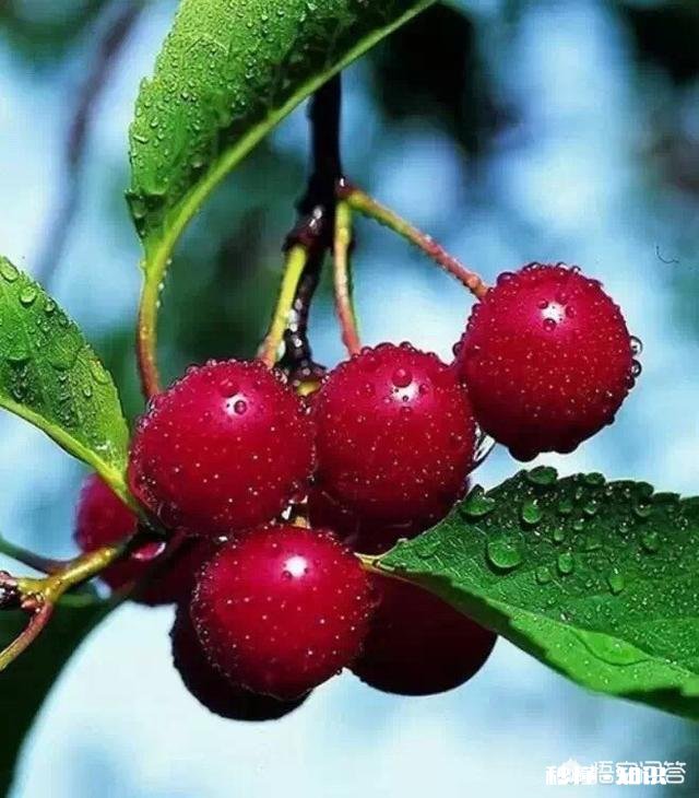 5.1你打算以什么样的方式出游