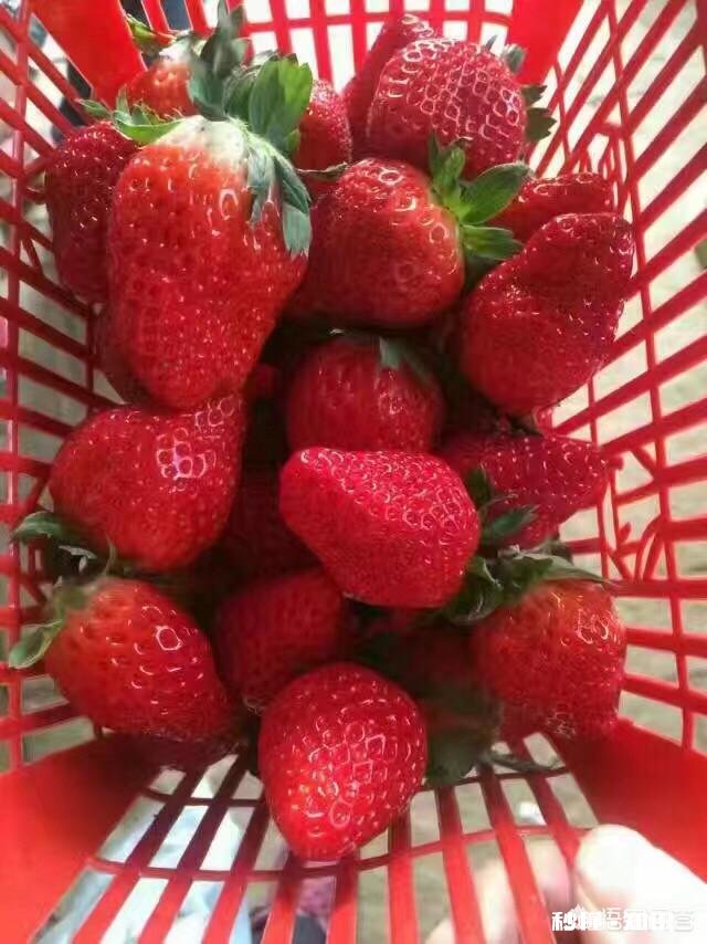 5.1你打算以什么样的方式出游