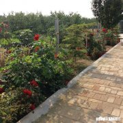 5.1你打算以什么样的方式出游