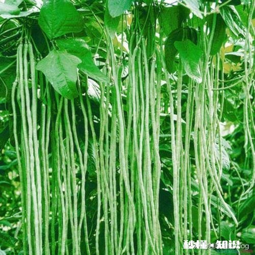 豆角榨成汁和面可以包饺子吗