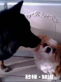 狗为什么会害怕杀狗的人