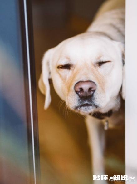 狗为什么会害怕杀狗的人