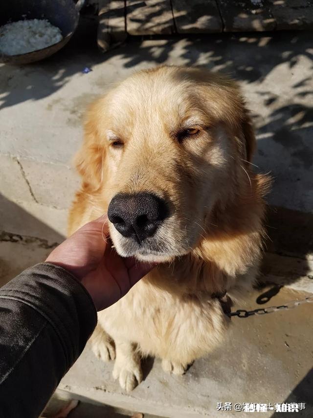 狗为什么会害怕杀狗的人