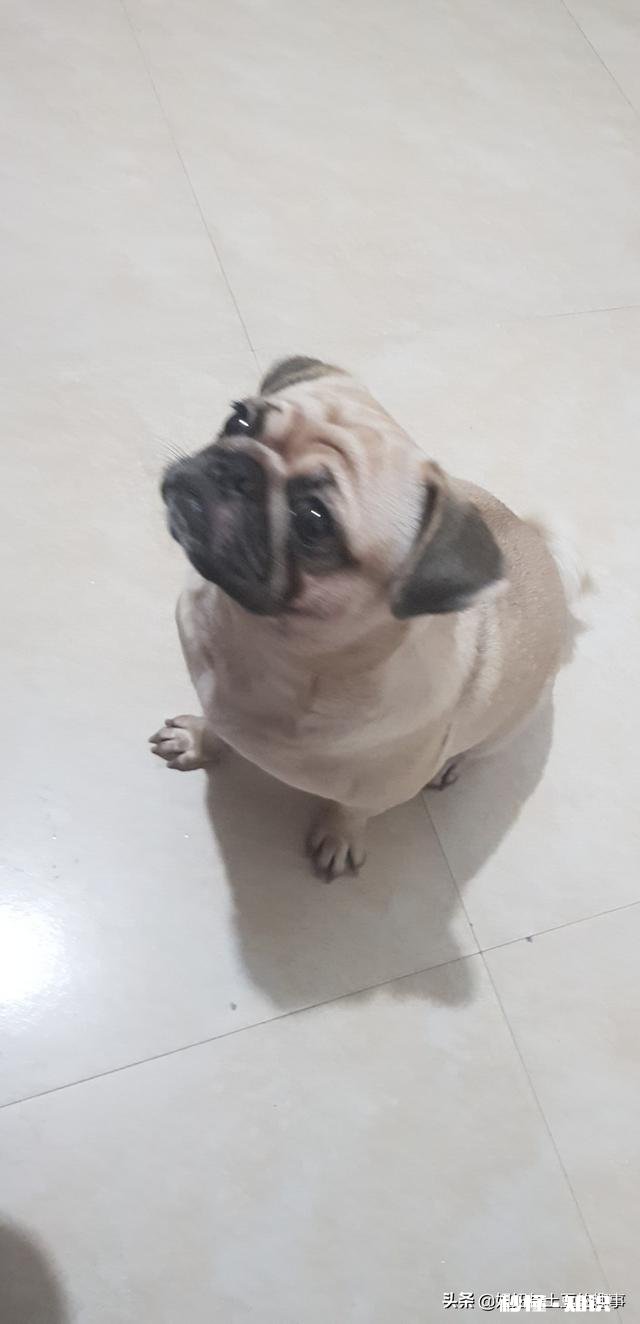 狗为什么会害怕杀狗的人