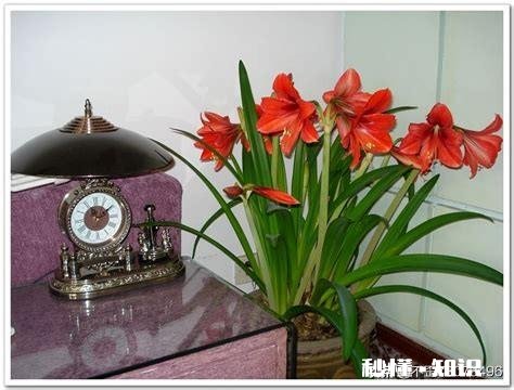 对红花为什么叶子总是干死不开花