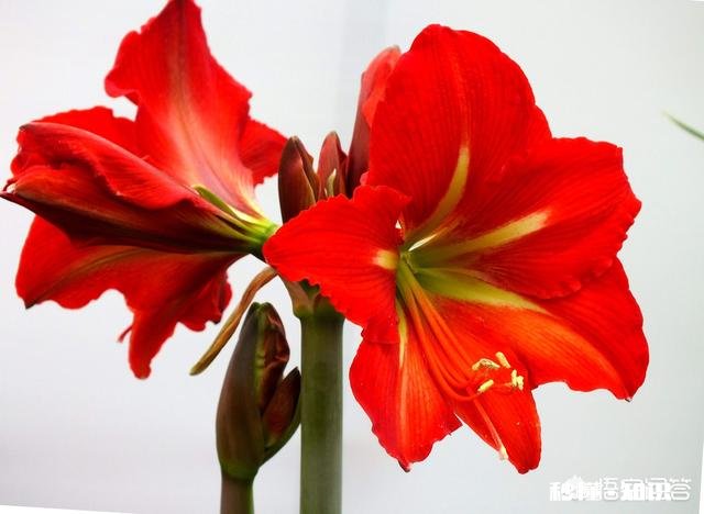 对红花为什么叶子总是干死不开花