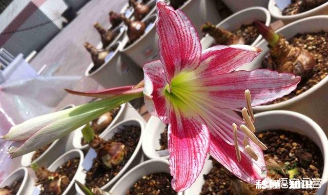 对红花为什么叶子总是干死不开花