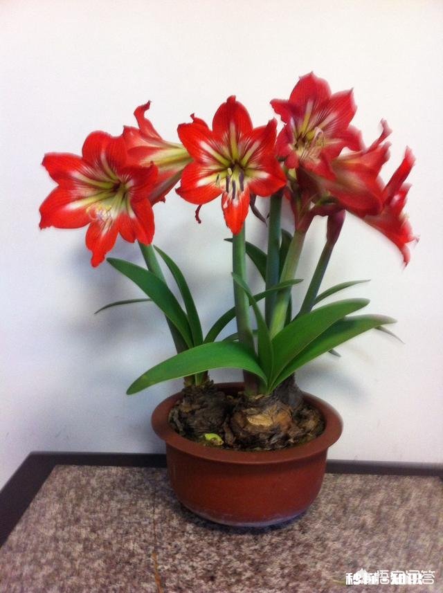 对红花为什么叶子总是干死不开花