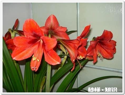 对红花为什么叶子总是干死不开花