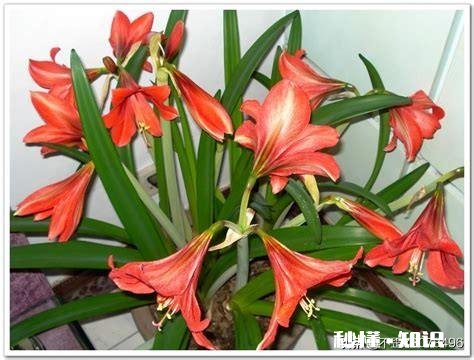 对红花为什么叶子总是干死不开花