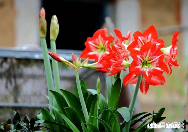对红花为什么叶子总是干死不开花