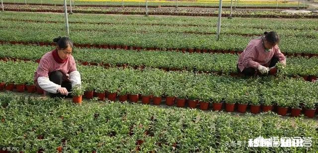 有什么农村创业的好项目有没有那种初始资金不用太多，又可以持续发展的