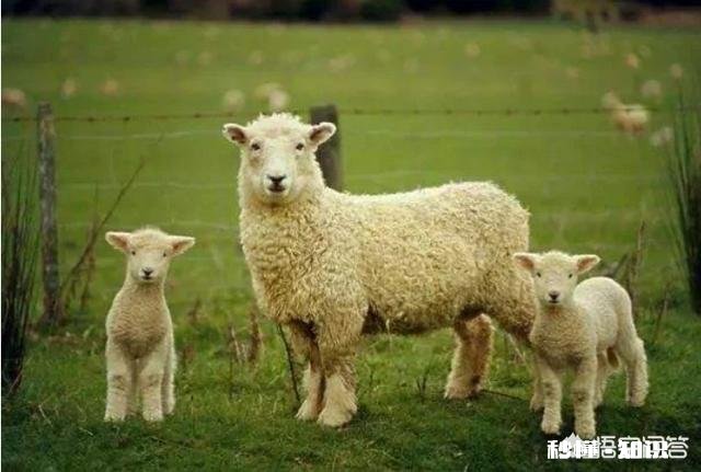 有什么农村创业的好项目有没有那种初始资金不用太多，又可以持续发展的