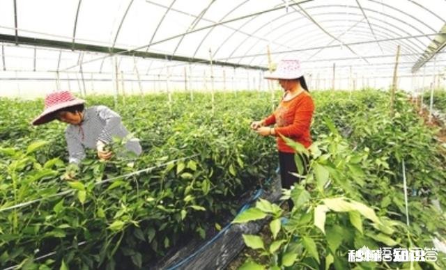 有什么农村创业的好项目有没有那种初始资金不用太多，又可以持续发展的