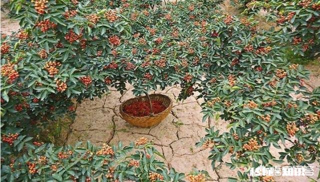 有什么农村创业的好项目有没有那种初始资金不用太多，又可以持续发展的